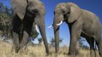 A pair of African elephants