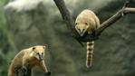 A pair of ring-tailed coatimundis perched in tree branches