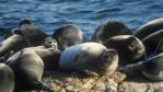 Baikal seals hauled up on shore beside Lake Baikal
