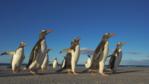 Gentoo penguins walking along a beach