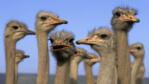 Several domestic ostrich in South Africa