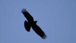 Red-billed chough flying