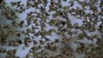 Flock of red-billed quelea flying