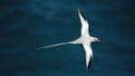 Red billed tropicbird flying over the sea