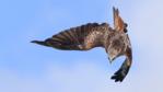 Portrait of a red kite