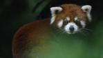 Red panda looking towards the camera