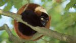 Red ruffed lemur curled around a tree branch
