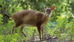 Male muntjac deer in British woodland