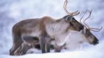 A couple of reindeer in the snow