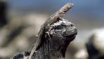 Lava lizard basking on the head of a marine iguana