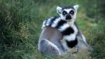 A ring-tailed lemur
