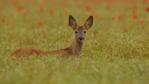 A male roe deer fawn looks alert