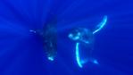 Underwater view of humpback whales swimming