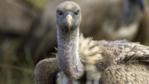 Ruppell's griffon vulture