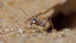 Saharan silver ant on the sand