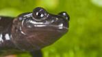 Close-up of the Lanzas salamander
