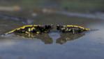 Two European salamanders partially submerged in water
