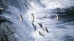 Red salmon jumping up a waterfall