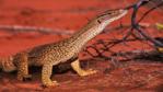 A sand goanna in the desert
