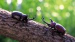 Two scarab beetles face each other on a branch