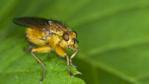 Common yellow dung fly on a leaf