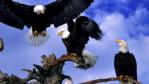 A group of bald eagles on a dead tree