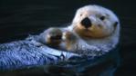 A sea otter floating on its back