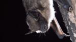 Serotine bat resting on a tree trunk
