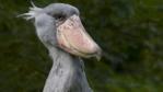 Portrait of a shoebill