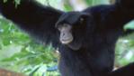 Male Siamang gibbon in tree