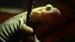 Siberian salamander clinging to a branch