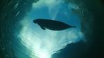 A Florida manatee is silhouetted against the sky