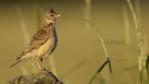 Skylark perched on a dry stone wall at dawn