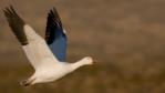 A snow goose in flight