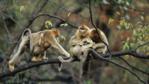 Golden snub nosed monkeys grooming in a tree