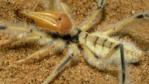 Camel spider in the Namibian desert 