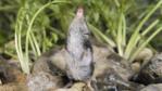 European water shrew on rocks smelling the air