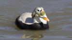 Spectacled eider duck male in breeding plumage on water