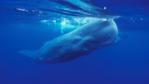 Sperm whales coming up to the sea surface to breathe