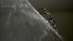 Close-up of a spider spinning a web