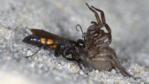 Spider wasp attacking a spider