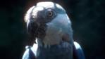 Portrait of a Spix's macaw