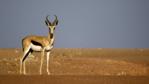 A male springbok standing on sands