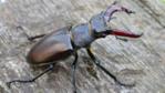 Two male stag beetles fighting