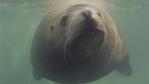 Head-on Steller sea lion underwater