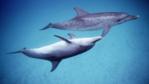 A pair of Atlantic spotted dolphins in the Bahamas
