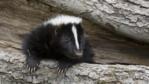 A skunk in a hollow tree