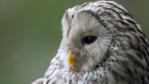 Ural owl portrait