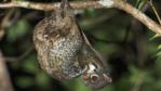 Malayan colugo flying lemur hanging from a branch resting