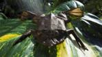 A Surinam toad lying on a large leaf